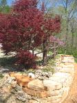 Rock Retaining Wall - Japanese Maple in Spring - Missouri